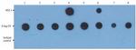 PKA alpha Antibody in Dot Blot (DB)