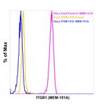 ITGB1 Antibody