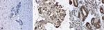 N-cadherin Antibody in Immunohistochemistry (Paraffin) (IHC (P))