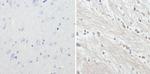 NF-H Antibody in Immunohistochemistry (Paraffin) (IHC (P))