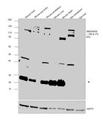 NMDAR2B Antibody in Western Blot (WB)