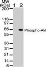 Phospho-AKT1 (Ser473) Antibody in Western Blot (WB)