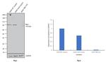 TBK1 Antibody in Western Blot (WB)