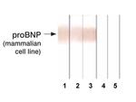 pro-Brain Natriuretic Peptide Antibody in Western Blot (WB)