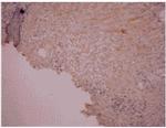 Osteocalcin Antibody in Immunohistochemistry (Paraffin) (IHC (P))