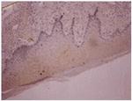 Osteocalcin Antibody in Immunohistochemistry (Paraffin) (IHC (P))