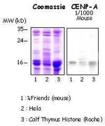 CENPA Antibody in Western Blot (WB)