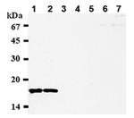 CENPA Antibody in Western Blot (WB)