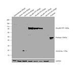 6x-His Tag Antibody