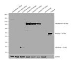 6x-His Tag Antibody in Western Blot (WB)