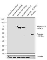 6x-His Tag Antibody in Western Blot (WB)