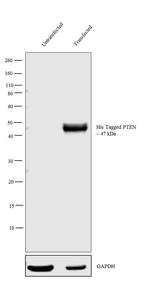 6x-His Tag Antibody in Western Blot (WB)