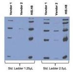 6x-His Tag Antibody in Western Blot (WB)