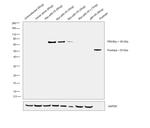 Myc Tag Antibody in Western Blot (WB)