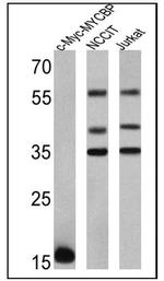 Myc Tag Antibody in Western Blot (WB)