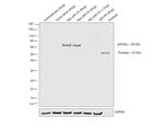 Myc Tag Antibody in Western Blot (WB)