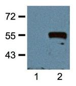 Myc Tag Antibody in Western Blot (WB)