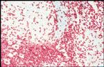 CD3e Antibody in Immunohistochemistry (Frozen) (IHC (F))