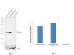 TBP Antibody