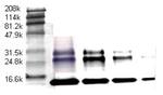 TGF beta-1 Antibody in Western Blot (WB)