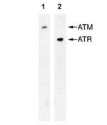 ATR Antibody in Western Blot (WB)