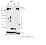 BRCA1 Antibody in Western Blot (WB)