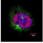 CENPF Antibody in Immunocytochemistry (ICC/IF)