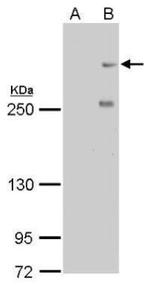 CENPF Antibody in Western Blot (WB)