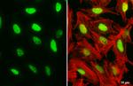 DNA Ligase I Antibody in Immunocytochemistry (ICC/IF)