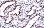 DNA Ligase I Antibody in Immunohistochemistry (Paraffin) (IHC (P))