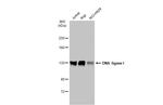 DNA Ligase I Antibody in Western Blot (WB)