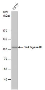 DNA Ligase III Antibody in Western Blot (WB)