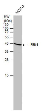 FEN1 Antibody in Western Blot (WB)