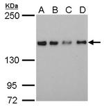 SAFB Antibody in Western Blot (WB)