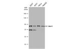 MRE11 Antibody in Western Blot (WB)