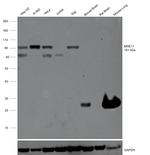 MRE11 Antibody in Western Blot (WB)