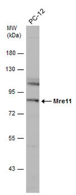 MRE11 Antibody in Western Blot (WB)