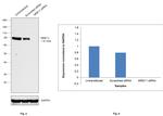 MRE11 Antibody in Western Blot (WB)