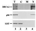 Nuclear Matrix Protein p84 Antibody in Western Blot (WB)