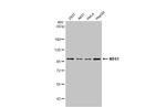 NBS1 Antibody in Western Blot (WB)