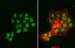 NBS1 Antibody in Immunocytochemistry (ICC/IF)