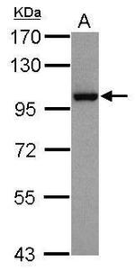 NBS1 Antibody in Western Blot (WB)