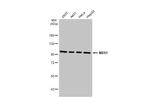 NBS1 Antibody in Western Blot (WB)