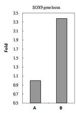 RbAp48 Antibody in ChIP Assay (ChIP)