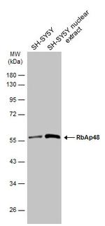 RbAp48 Antibody in Western Blot (WB)