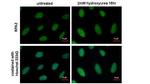 RPA2 Antibody in Immunocytochemistry (ICC/IF)