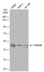 TSG101 Antibody in Western Blot (WB)