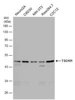 TSG101 Antibody in Western Blot (WB)