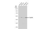 TSG101 Antibody in Western Blot (WB)