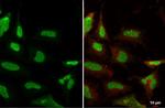 Ku80 Antibody in Immunocytochemistry (ICC/IF)